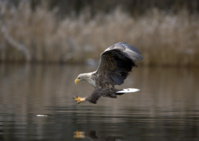 Seeadler (Haliaeetus albicilla), White-tailed eagle
