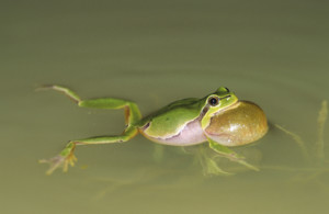 Laubfrosch, Hyla arborea, tree frog, greenback, common tree frog