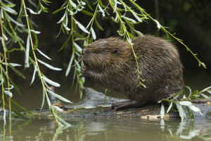 Junge Biber, Castor fiber, young beaver